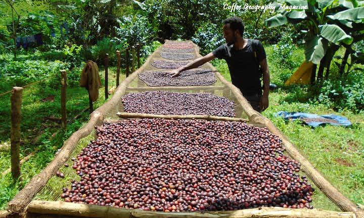 bale-mountains-coffee-beans