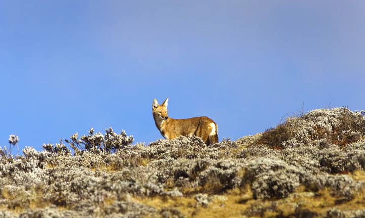 bale-mountains-ethiopian-wolf