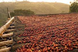 fermented coffee cherry
