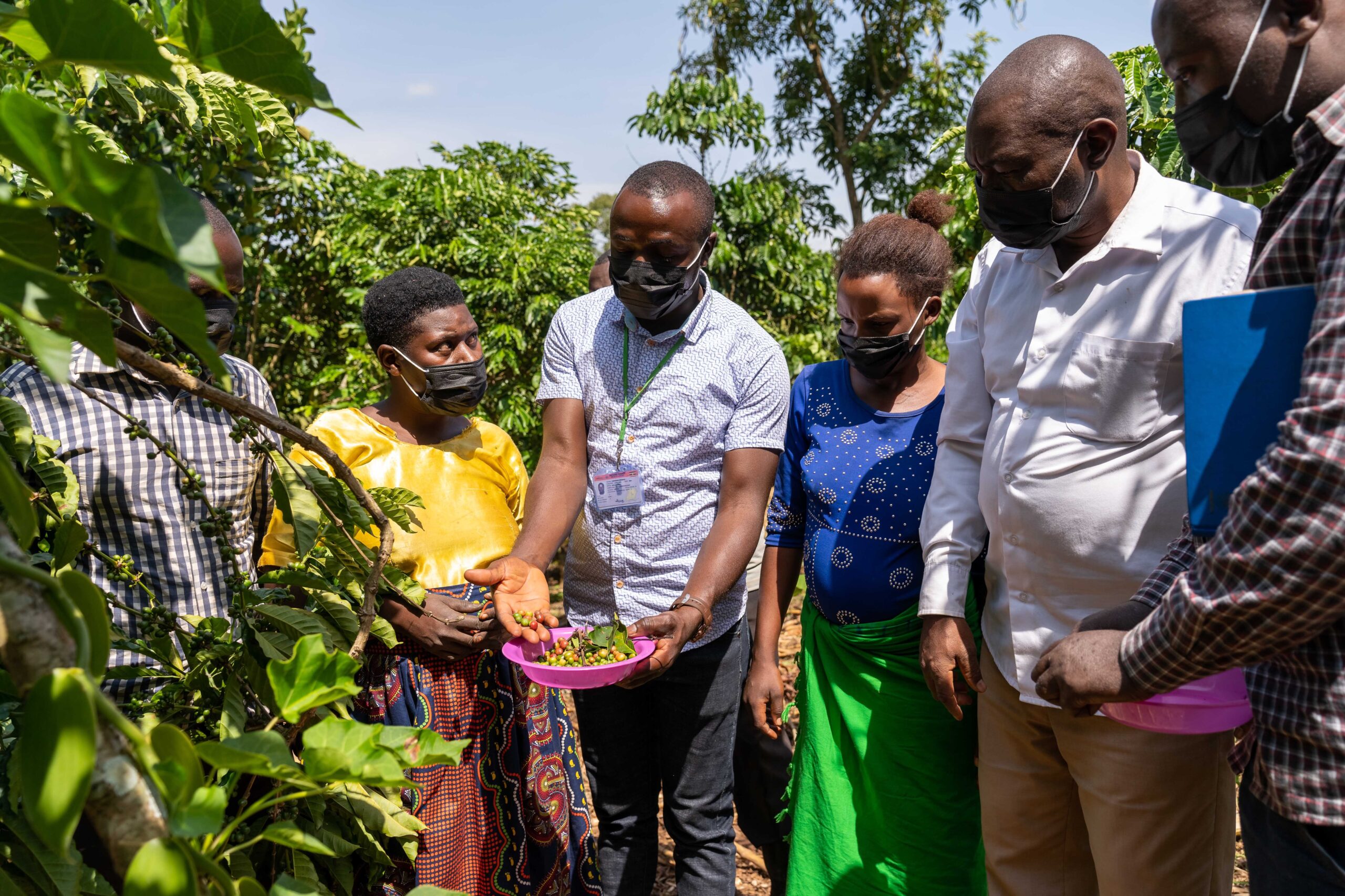 Practical trainings on improved coffee management