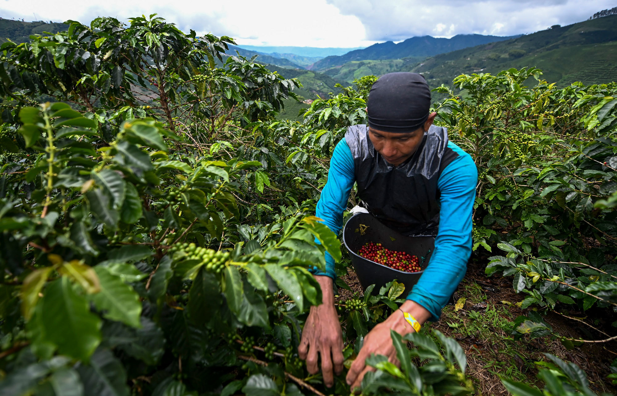 colombia coffee farmer