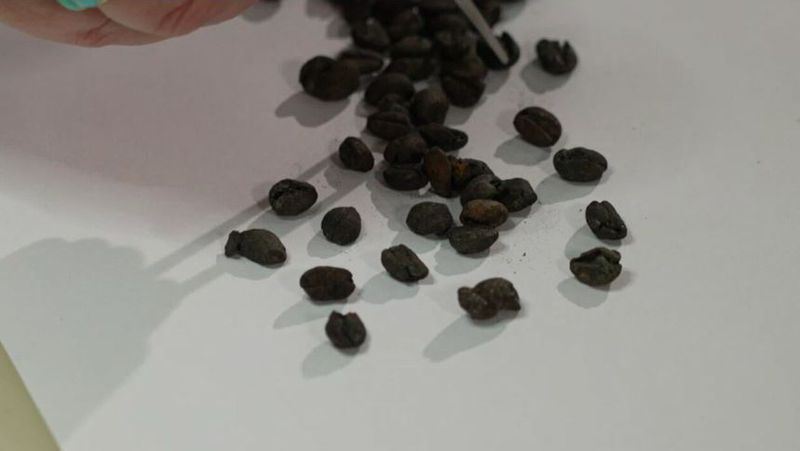 rare coffee bean