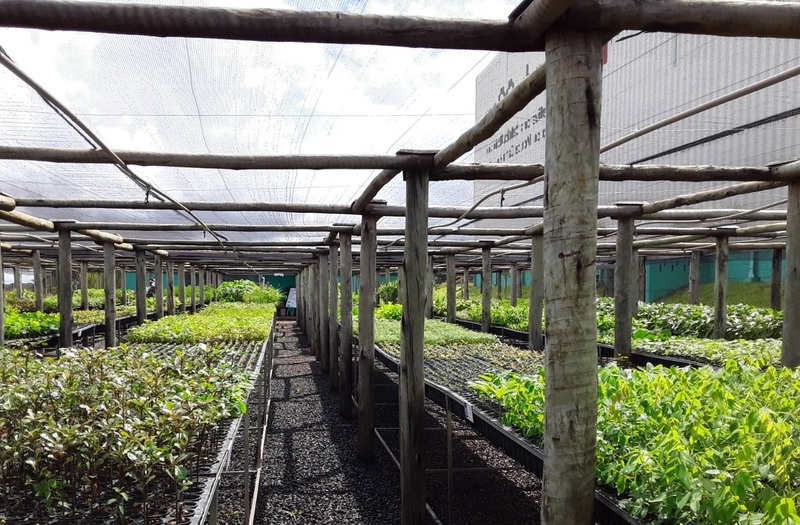 tree nursery brazil
