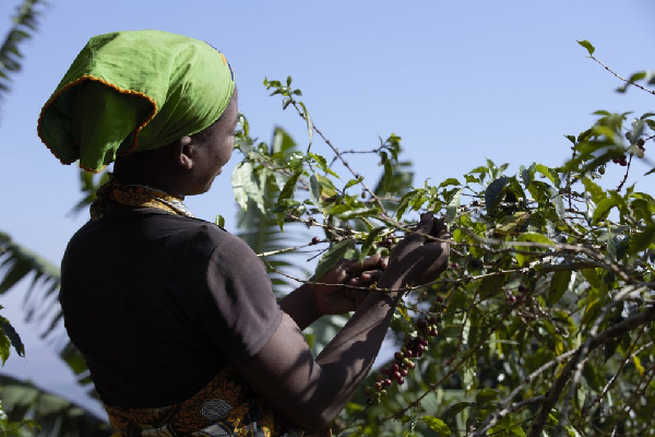 sucafina coffee tanzania
