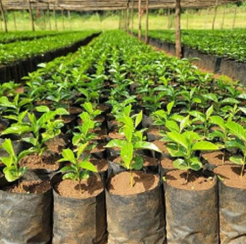 coffee seedlings Ethiopia
