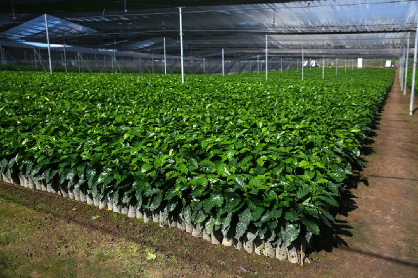 starbucks coffee tree seedlings 2026