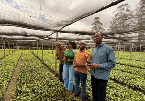 Tanzania Coffee Board seedkling distribution