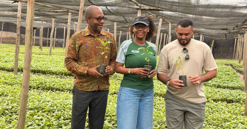 Tanzania Coffee Board seedling