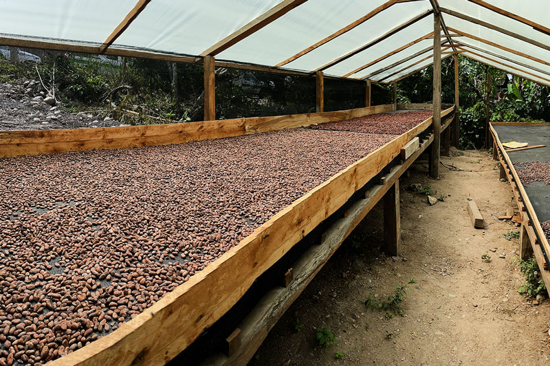 Coffee drying in the Southern Ecuadorian Amazon.