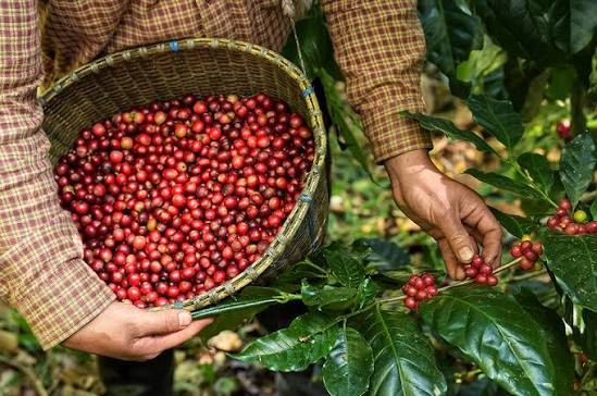 Ecuador coffee