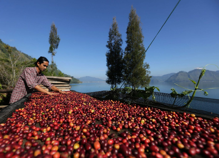 gayo coffee