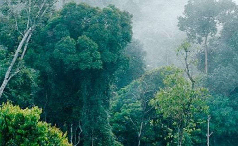 Ethiopia forest 2026