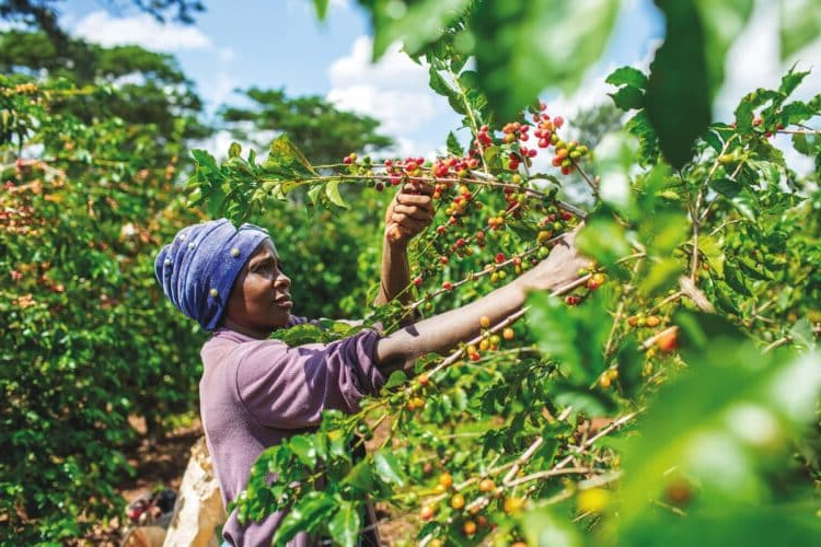 NKG Kenya