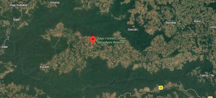 Yayu forest south east Ethiopia